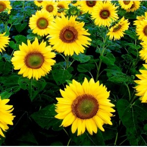 SUNFLOWER GIANT YELLOW SEEDS - SINGLE FLOWERED HELIANTHUS UNIFLORUS GIGANTEUS - 20 SEEDS