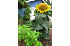 SUNFLOWER - MONGOLIAN GIANT - HELIANTHUS ANNUUS - 20 SEEDS