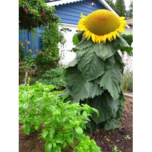 SUNFLOWER - MONGOLIAN GIANT - HELIANTHUS ANNUUS - 20 SEEDS SUNFLOWER - MONGOLIAN GIANT - HELIANTHUS ANNUUS - 20 SEEDS