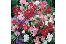 SWEET PEA DWARF BIJOU MIX SEEDS - MIXED COLOUR LATHYDORUS ODORATUS - 40 SEEDS