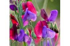 SWEET PEA GRANDIFLORA MATUCANA SEEDS - BLUE & PURPLE LATHYDORUS ODORATUS - 40 SEEDS