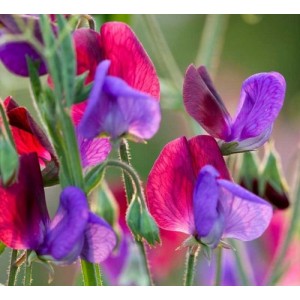 SWEET PEA GRANDIFLORA MATUCANA SEEDS - BLUE & PURPLE LATHYDORUS ODORATUS - 40 SEEDS