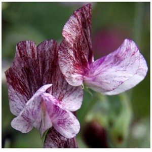SWEET PEA HEIRLOOM SENATOR SEEDS - PURPLE & MAROON RIPPLE LATHYDORUS ODORATUS - 40 SEEDS