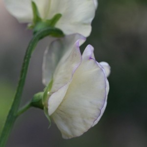 SWEET PEA HI SCENT GRANDIFLORA SEEDS - HEAVILY SCENTED LATHYDORUS ODORATUS - 20 SEEDS