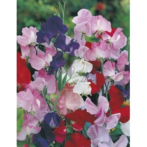 SWEET PEA MAMMOTH MIX SEEDS - MIXED COLOUR LATHYDORUS ODORATUS - 40 SEEDS