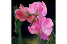 SWEET PEA MRS R BOLTON SEEDS - VIBRANT PINK LATHYDORUS ODORATUS - 20 SEEDS