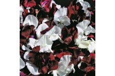 SWEET PEA NIGHT AND DAY SEEDS - LATHYDORUS ODORATUS - 40 SEEDS