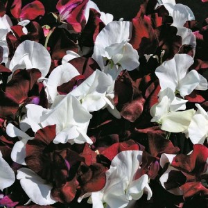 SWEET PEA NIGHT AND DAY SEEDS - LATHYDORUS ODORATUS - 40 SEEDS