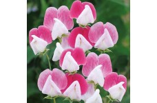 SWEET PEA PAINTED LADY SEEDS - PINK & WHITE LATHYDORUS ODORATUS - 20 SEEDS