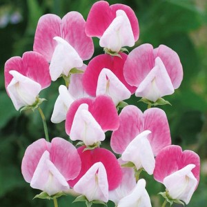 SWEET PEA PAINTED LADY SEEDS - PINK & WHITE LATHYDORUS ODORATUS - 20 SEEDS