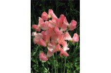 SWEET PEA PRINCESS ELIZABETH SEEDS - LATHYDORUS ODORATUS - 20 SEEDS