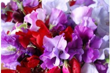SWEET PEA ROYAL FAMILY MIX SEEDS - MIXED COLOUR LATHYDORUS ODORATUS - 40 SEEDS