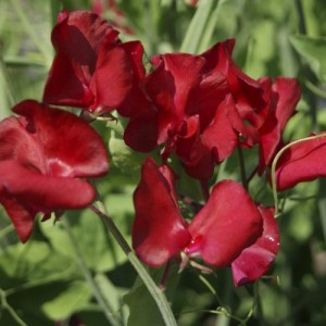 SWEET PEA WINSTON CHURCHILL SEEDS - DARK CRIMSON LATHYDORUS ODORATUS - 40 SEEDS