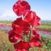 SWEET PEA WINSTON CHURCHILL SEEDS - DARK CRIMSON LATHYDORUS ODORATUS - 40 SEEDS