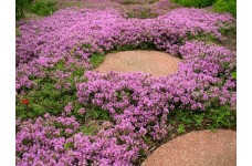 THYMUS SERPYLLUM SEEDS - CREEPING THYME / WILD THYME / BRECKLAND THYME - 250 SEEDS