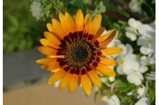 VENIDIUM FASTUOSUM CAPE DAISY ORANGE PRINCE SEEDS - ORANGE FLOWERS 100 SEEDS