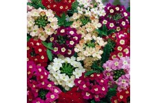 VERBENA HYBRIDA FLORIST MIX SEEDS - MIXED COLOUR FLOWERS - 100 SEEDS