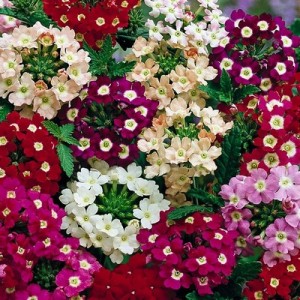VERBENA HYBRIDA FLORIST MIX SEEDS - MIXED COLOUR FLOWERS - 100 SEEDS