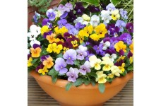 VIOLA CORNUTA LARGE FLOWER MIX SEEDS - MIXED COLOUR FLOWERS - 100 SEEDS
