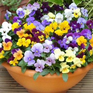 VIOLA CORNUTA LARGE FLOWER MIX SEEDS - MIXED COLOUR FLOWERS - 100 SEEDS