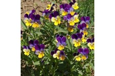 VIOLA HELENS MOUNT JOHNNY JUMP UP SEEDS - TRI-COLOUR FLOWERS - 100 SEEDS