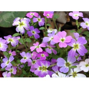 STOCK - VIRGINIA STOCK SEEDS - MALCOMIA MARITIMA PINK & LILAC FLOWERS - 350 SEEDS