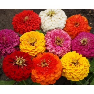ZINNIA ELEGANS DAHLIA MIX SEEDS - MIXED COLOUR DOUBLE FLOWERS - 100 SEEDS