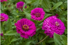 ZINNIA GIANT PURPLE PRINCE SEEDS - LARGE PURPLE FLOWERS - 100 SEEDS 