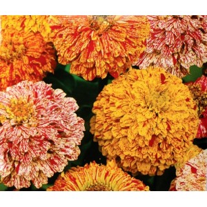 ZINNIA ELEGANS PEPPERMINT STICK SEEDS - MIXED COLOUR FLOWERS - 100 SEEDS