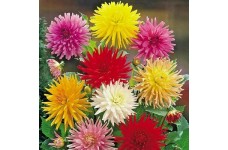 ZINNIA GIANT CACTUS FLOWERED MIX  - 100 SEEDS 