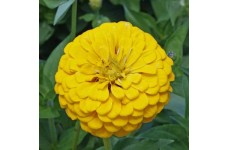 ZINNIA ELEGANS GIANT CANARY BIRD SEEDS - LARGE YELLOW FLOWERS - 100 SEEDS