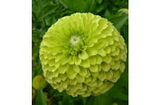 ZINNIA GIANT ENVY SEEDS - BEAUTIFUL LARGE LIME GREEN FLOWERS - 100 SEEDS 