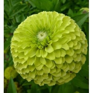 ZINNIA GIANT ENVY SEEDS - BEAUTIFUL LARGE LIME GREEN FLOWERS - 100 SEEDS 