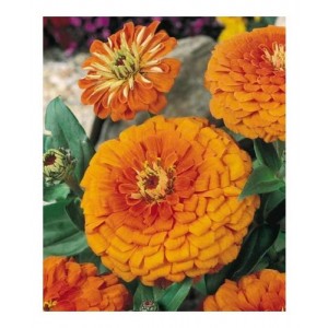 ZINNIA ELEGANS ORANGE KING SEEDS -  LARGE ORANGE FLOWERS - 100 SEEDS