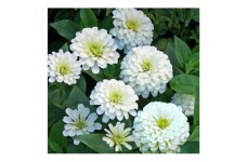 ZINNIA POLAR BEAR GIANT SEEDS - LARGE SEMI-DOUBLE WHITE FLOWERS - 100 SEEDS 