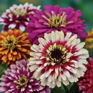 ZINNIA ELEGANS WHIRLYGIG MIX SEEDS - MIXED COLOUR FLOWERS - 100 SEEDS